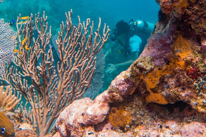 Scuba Diving in Cozumel Island - Meeting in Cozumel, paperwork, and getting sized up