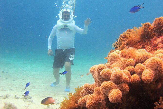 Sea Trek Adventure at Chankanaab National Park - Reef sights you can realistically expect