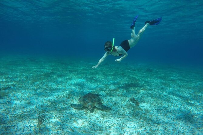 Shared Sky Snorkeling in Cozumel - Sea turtle sanctuary: a chance to watch slow, graceful wildlife