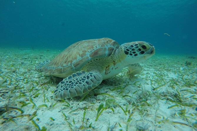 Shared Sky Snorkeling in Cozumel - Heaven resting place of the sea stars: how to look without wrecking the vibe