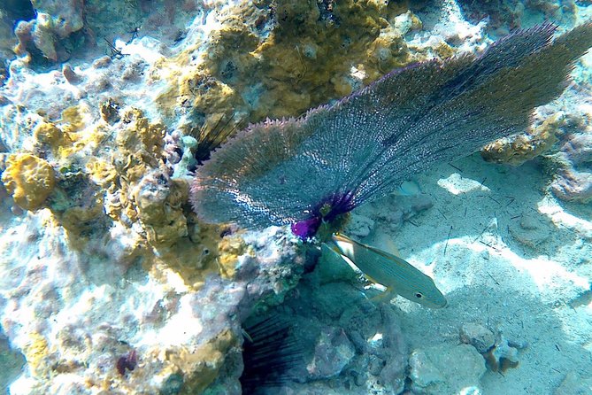 SkyReef Cozumel Snorkel & Tequila Tasting - Service and staff you can count on, especially during handoffs