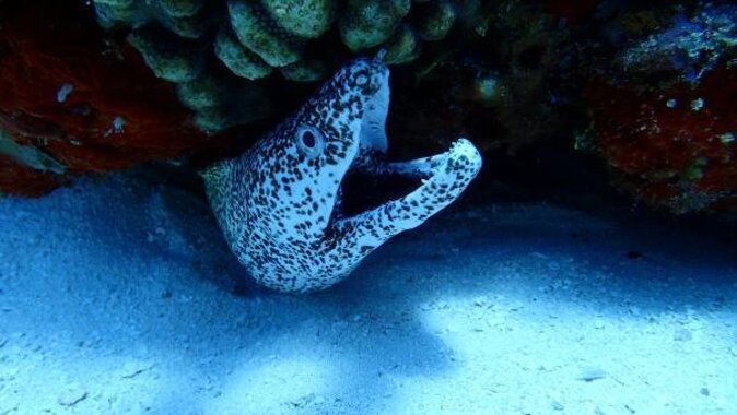 Snorkel along the coast, explore two reefs by Chivis del Mar - Key things I’d prioritize before you book