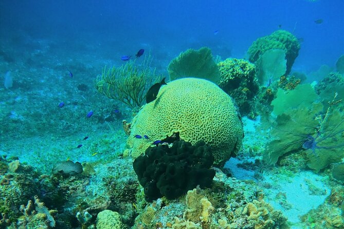 Snorkel along the coast, explore two reefs by Chivis del Mar - The 1.5-Hour Rhythm: How the Stops Actually Work
