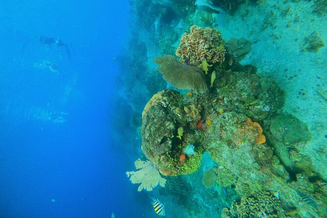 Snorkel along the coast, explore two reefs by Chivis del Mar - Stop 1: Dzul-Ha Reef and the Coral Photo Moment