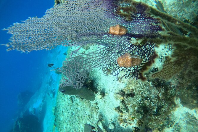 Snorkel along the coast, explore two reefs by Chivis del Mar - Onboard Centro Time: Drinks, Fruit, and Quick Entry Prep