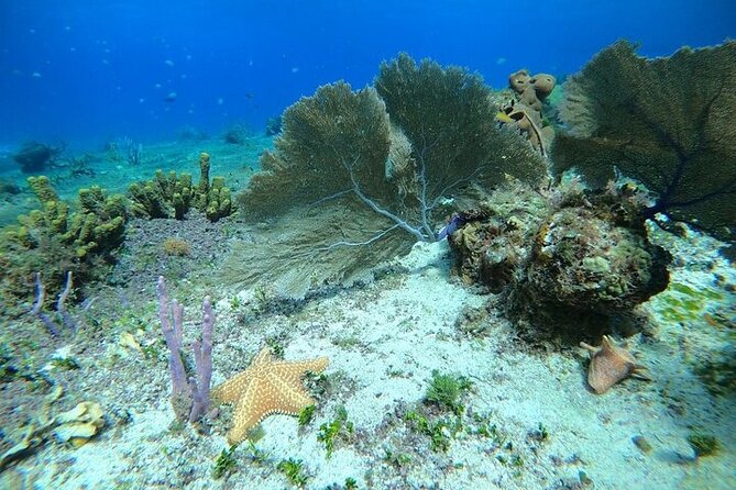 Snorkel along the coast, explore two reefs by Chivis del Mar - Getting There Without Stress: Marina Caleta, Taxis, and Walk Times