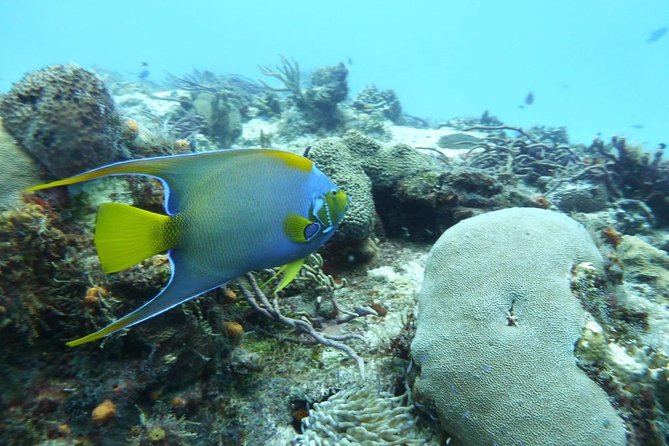 Snorkel in El Cielo Cozumel Reef with Lunch, Beach and Transport - Who this tour fits best, and who should rethink it