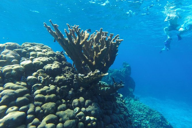 Snorkeling and Beach Club Access in Cozumel with Lunch - Dzul-Ha reef: what you’ll see and how long it lasts