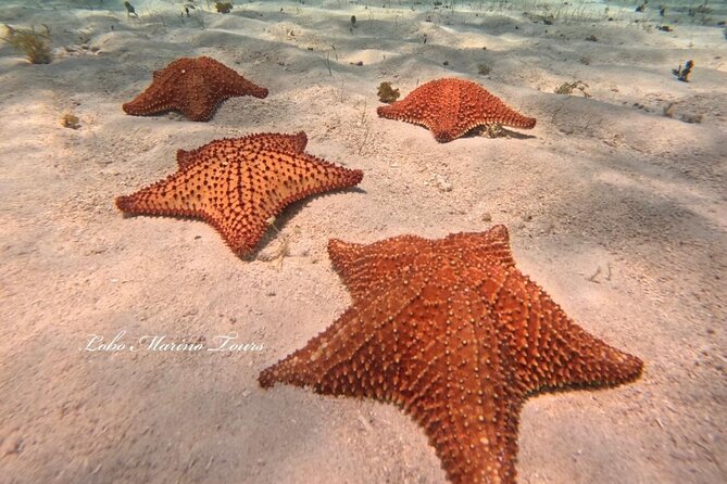 Star and Turtle Sanctuary Snorkeling Tour in Cozumel - Why This Turtle and Starfish Snorkel Route Feels Different in Cozumel