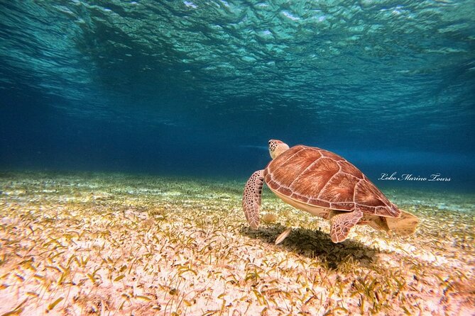 Star and Turtle Sanctuary Snorkeling Tour in Cozumel - Food and Drinks Aboard: Ceviche, Soda, Water, and How to Pace It