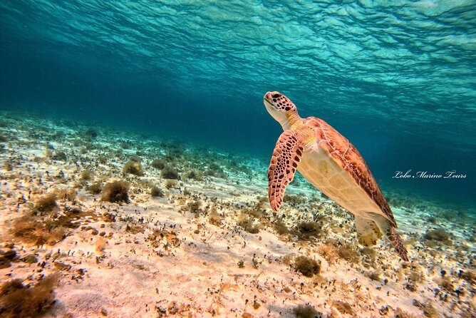 Star and Turtle Sanctuary Snorkeling Tour in Cozumel - Crew and Photos: How Guide and Photographer Help Works