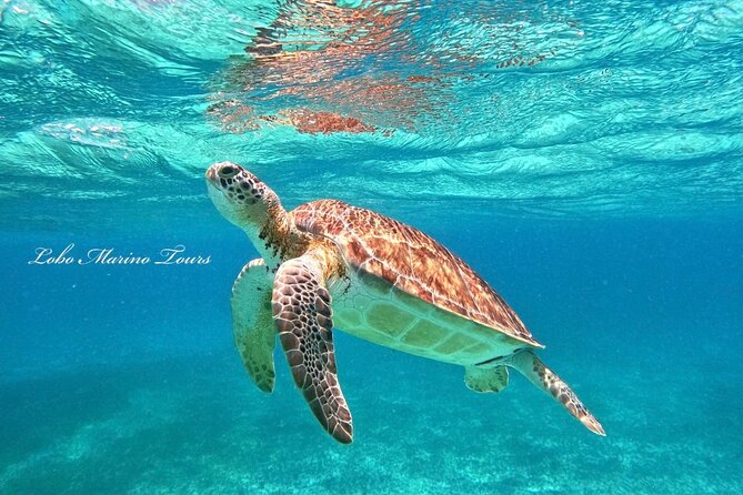 Star and Turtle Sanctuary Snorkeling Tour in Cozumel - Gear, Life Jackets, and the Sunscreen No-Go Rule