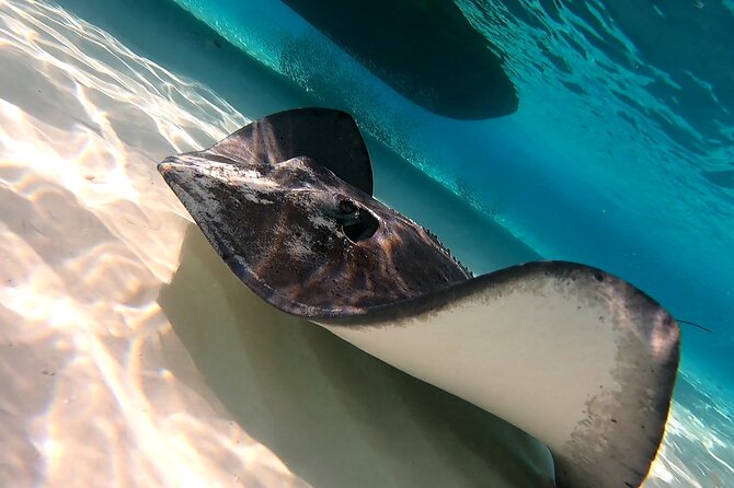 Starfish, Stingrays and the Turtle Sanctuary Snorkel Tour - Drinks and snack: the fuel that makes the ride feel worth it