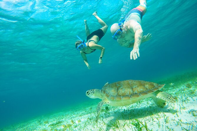 Starfish, Stingrays and the Turtle Sanctuary Snorkel Tour - Guides and captains: the difference between good and great