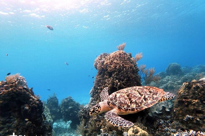 Starfish, Stingrays and the Turtle Sanctuary Snorkel Tour - Who this tour fits best, and who may want to adjust expectations