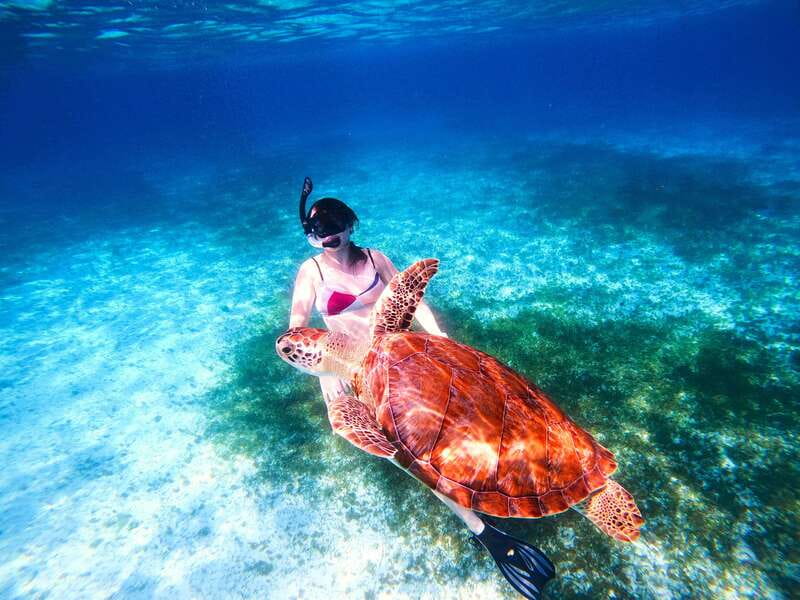 The Cozumel Turtle Sanctuary Snorkel Tour - Price and value: what $64 covers, and what costs extra