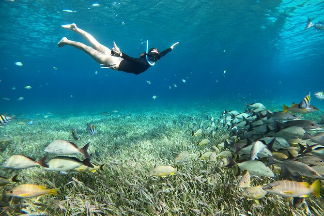 The Cozumel Turtle Sanctuary Snorkel Tour - Crew, Safety, and the Small-Group Advantage
