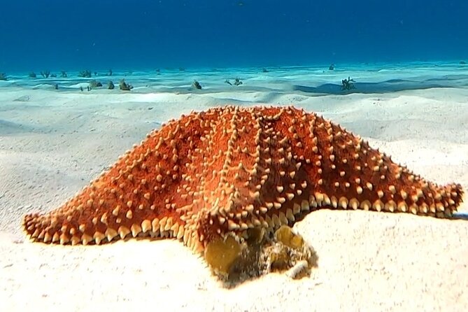 The Cozumel Turtle Sanctuary Snorkel Tour - Snorkel Comfort: Gear, Sunscreen Rules, and Packing Smart