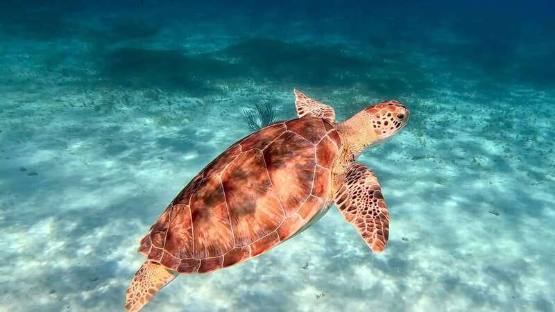The Cozumel Turtle Sanctuary Snorkel Tour - Food and drinks: fresh snacks, plus a couple of memorable variations