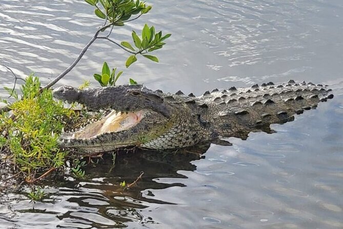 Tour to Cozumel Eco Nature Escape and Otoch Mayan Experience - Guide and pacing: getting adjusted without losing the schedule